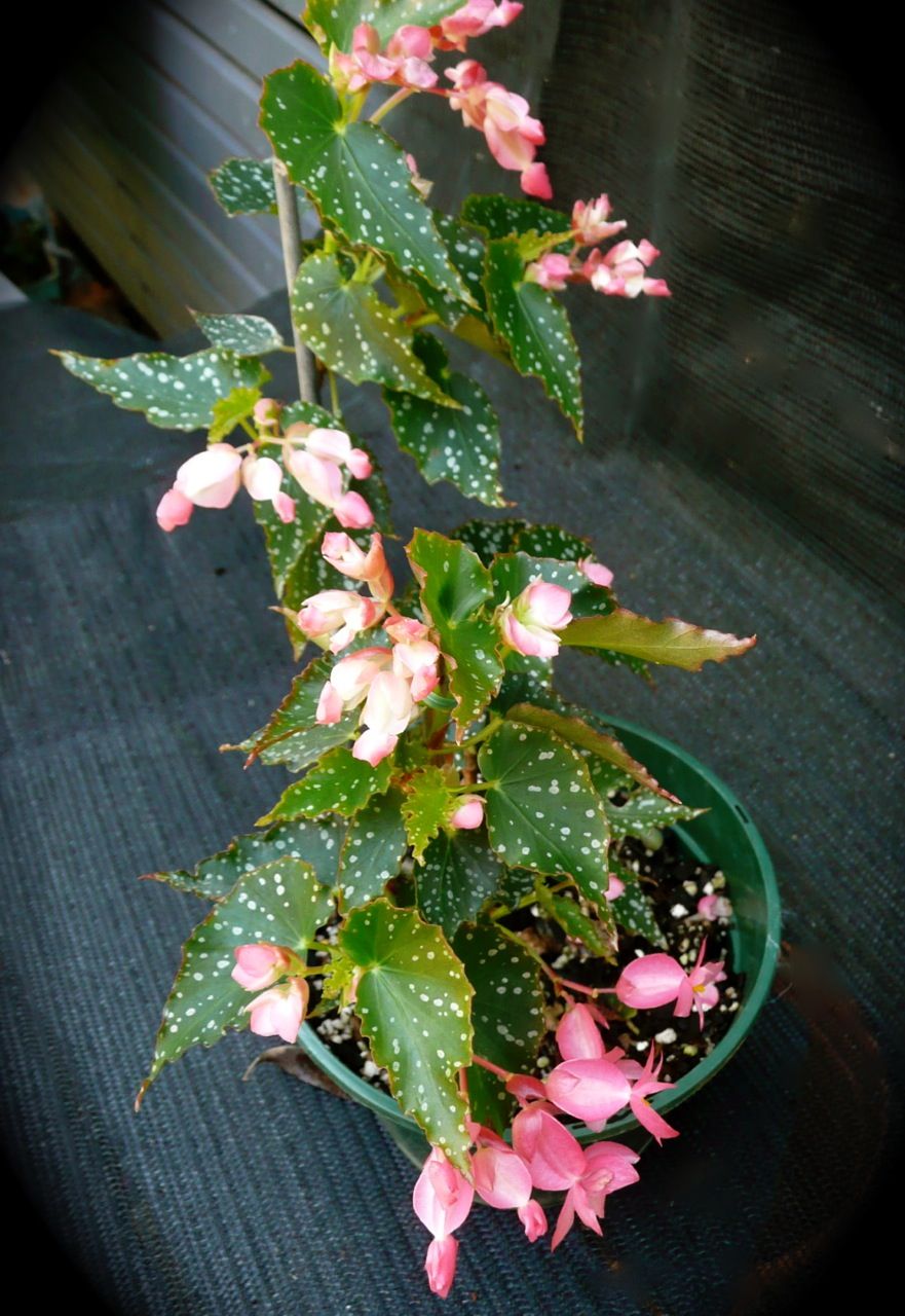 B. ‘Colleen Meyer’
